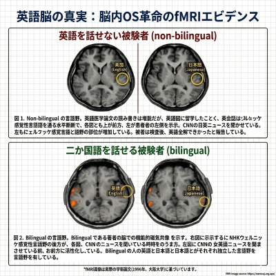 英語脳②脳内エビデンス